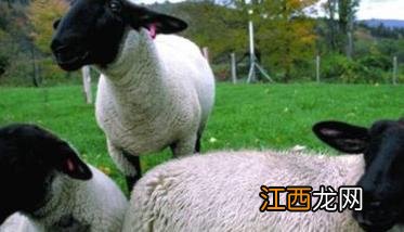 羊片形吸虫病的症状,治疗要点,用什么药治好