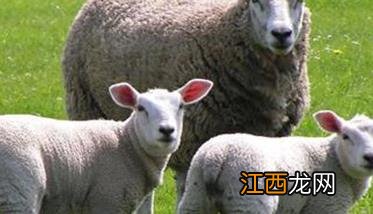 羊片形吸虫病的症状,治疗要点,用什么药治好