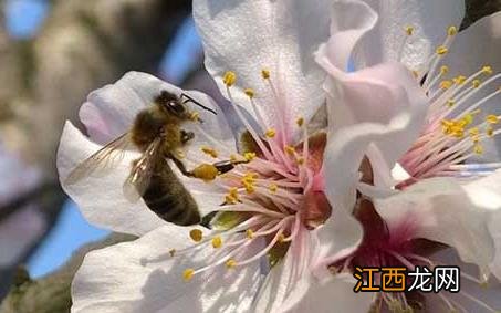 沙巴蜂 沙巴蜂的外形