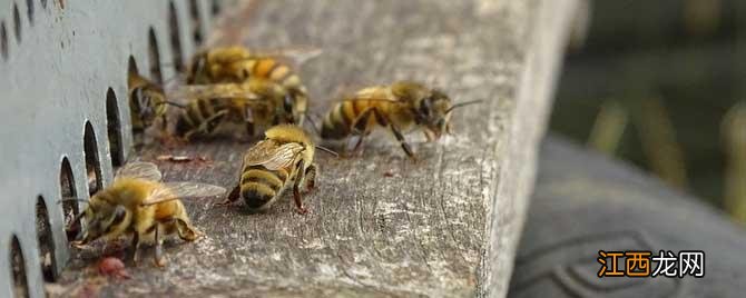 蜂群奖励饲喂的浓度量及方法 蜂群怎样奖励饲喂