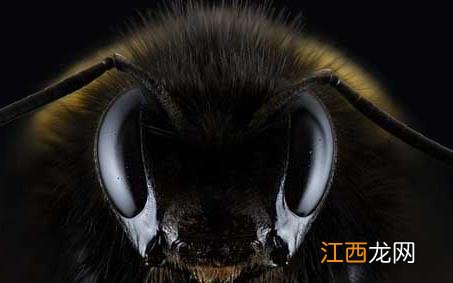 欧洲黑蜂 欧洲黑蜂有毒吗