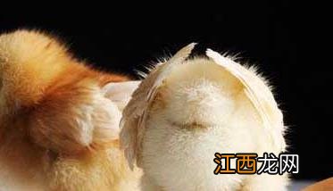 是先有鸡还是先有蛋 是先有鸡还是先有蛋 正确答案