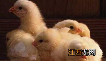 是先有鸡还是先有蛋 是先有鸡还是先有蛋 正确答案