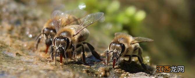 我国的蜜蜂 我国现在有多少群蜜蜂