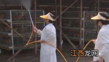 办理养鸡场之前需要做哪些准备 鸡场进雏鸡前的准备工作