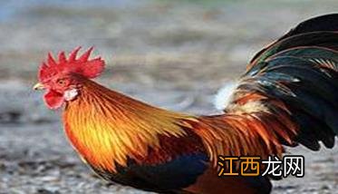 种公鸡的饲养管理要点有哪些 种公鸡的饲养管理要点有哪些呢