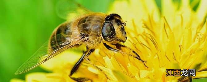 蜜蜂的生物学特性 蜜蜂的生物学特征有哪些