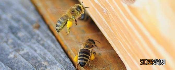 意蜂秋繁怎样快速繁蜂 意蜂如何秋繁