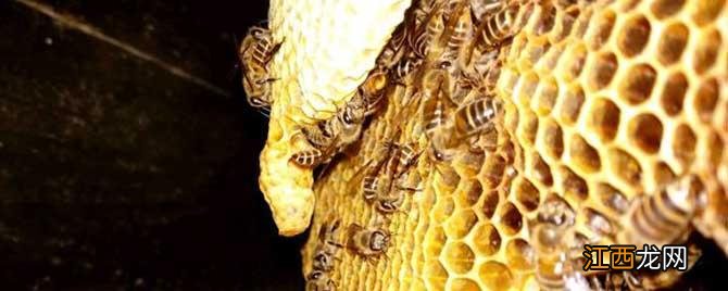 割蜜不伤子的土蜂箱 土蜜蜂割蜜怎么不伤子