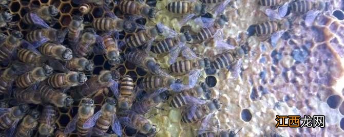 介王多久才放出来蜂王 介王多久可以放出蜂王