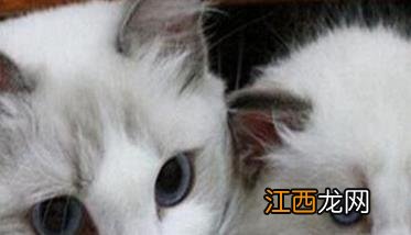 买猫需要注意哪些问题,怎样选择理想的猫饲养