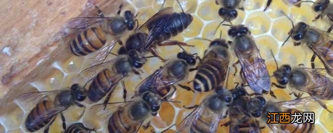 蜜蜂在什么情况下可以分蜂 怎样知道蜜蜂要自然分蜂