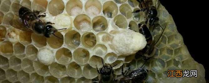 急造王台还要不要移虫 急造王台没有幼虫怎么回事