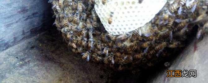 蜜蜂结团里面有蜂王吗 蜜蜂结团是不是有蜂王