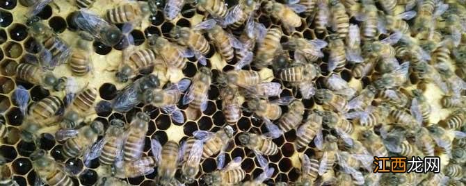 蜜蜂为什么要听蜂王的话 蜜蜂为什么要听蜂王的