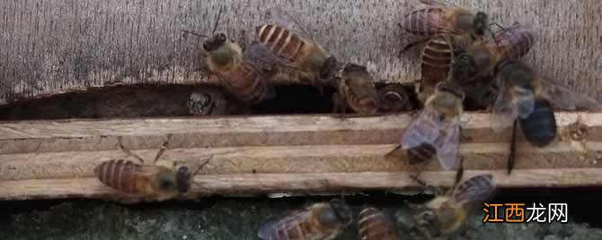 雄蜂多久会死 雄蜂交配后为什么会死去