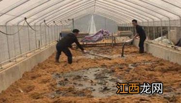 发酵床养殖需要什么样的发酵条件 发酵床养殖需要什么样的发酵条件呢