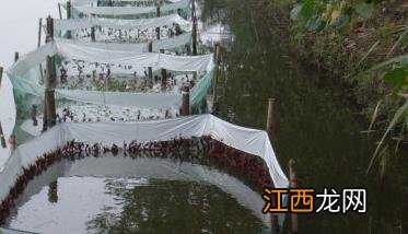 网箱养殖龙虾技术图片 龙虾网箱养殖技术