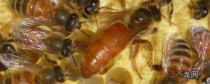 蜂王长什么样子? 蜂王是长什么样子的