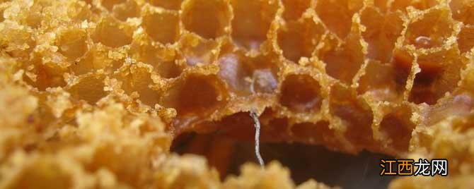 蜜蜂是怎么酿制蜂蜜的 蜜蜂怎样酿蜂蜜