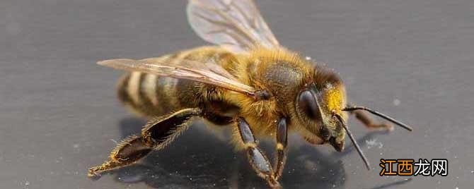 世界上一共有多少种蜜蜂 有多少种蜜蜂?