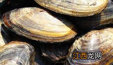 河蚌主要吃什么? 河蚌吃什么食物，河蚌的养殖方法