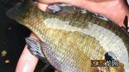 钓太阳鱼是钓底还是钓浮 大太阳钓鱼钓底还是浮