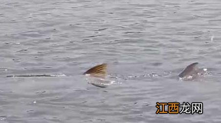 鳡鱼什么时间最好钓 鮰鱼什么时间好钓