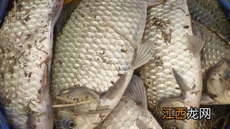 夏季钓鲫鱼技巧大全 夏季如何钓鲫鱼