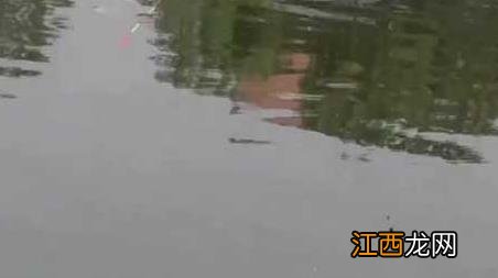 初春钓鱼钓底还是钓浮 初夏钓鱼钓底还是钓浮