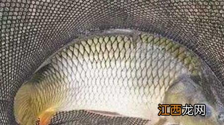 四月刮西南风好钓鱼吗 四月份西北风好钓鱼吗