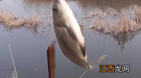 三月雨后好不好钓鱼 三月阴雨天好钓鱼吗