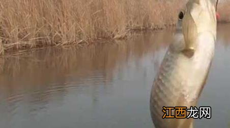 三月雨后好不好钓鱼 三月阴雨天好钓鱼吗