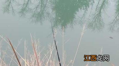 春季钓鲫鱼技巧大全 春天钓鲫鱼有哪些技巧