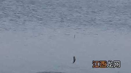 二月份钓鱼用什么方法好钓? 二月钓鱼的技巧和方法