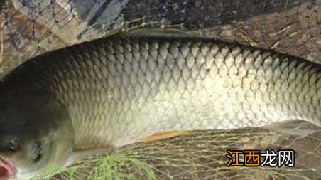 草鱼钓鱼技巧 草鱼钓法实用技巧大全