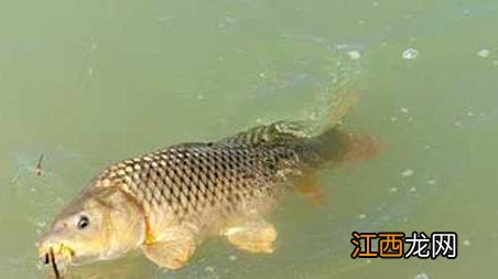 一月份钓鱼好钓吗 一月份适合钓鱼嘛