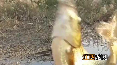 春季降温能钓鱼吗 春季大降温后能马上野钓吗