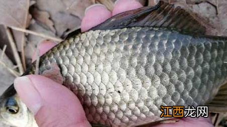 夏季野钓鲫鱼调几目最合适 野钓鲫鱼调几目最好