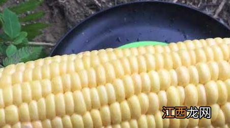 玉米钓鱼用生玉米还是熟玉米 野钓用生玉米还是熟玉米好