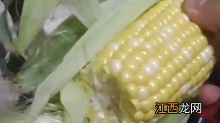 玉米钓鱼用生玉米还是熟玉米 野钓用生玉米还是熟玉米好