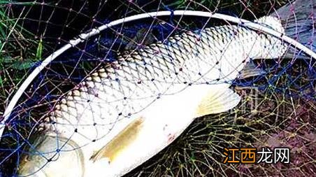 夏天钓鱼技巧及饵料配方 夏天鱼饵怎么调配