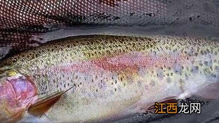 虹鳟鱼用什么饵钓 虹鳟鱼钓底还是钓浮