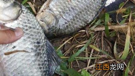 春天钓鱼技巧及饵料配方 春季钓鱼饵料配方大全