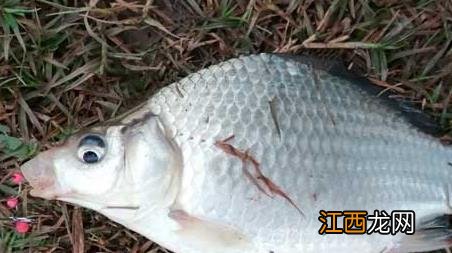 春天钓鱼技巧及饵料配方 春季钓鱼饵料配方大全