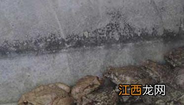 石蛙的生长环境 石蛙的生长习性