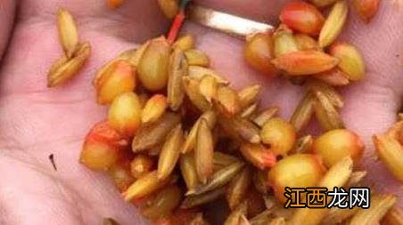 谷麦钓法怎么钓 谷麦钓法逗钓教学及注意事项