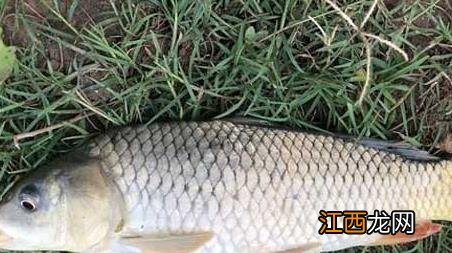 谷麦钓法怎么钓 谷麦钓法逗钓教学及注意事项