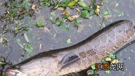 如何钓黑鱼最有效 钓黑鱼的方法和窍门