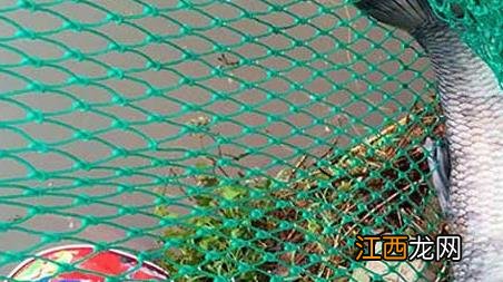 钓青鱼技巧及注意事项 青鱼的钓法和技巧